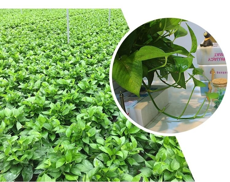 谁说绿萝知识浇浇水?很多人都养错了,绿萝应该这么养