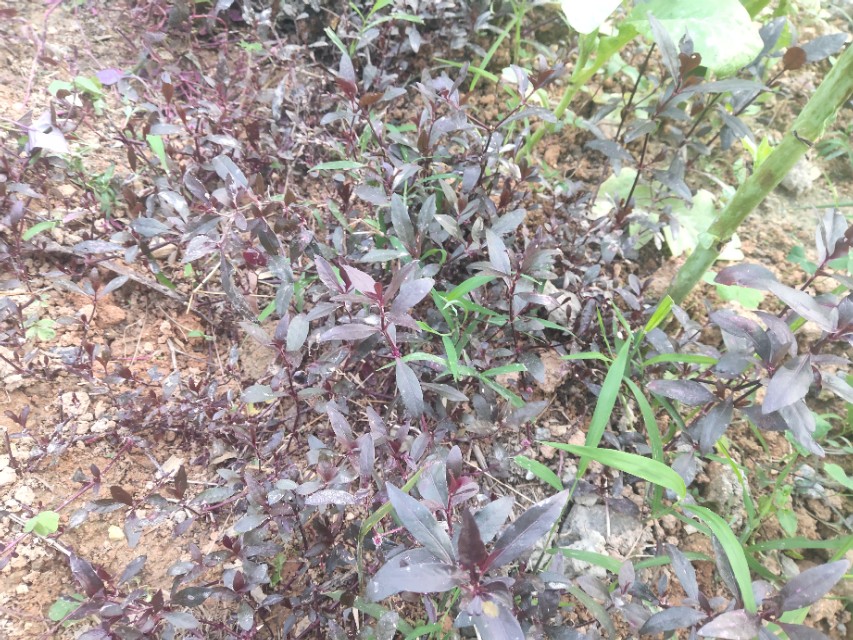 小孩子清热解毒的草,农村哪些草降火