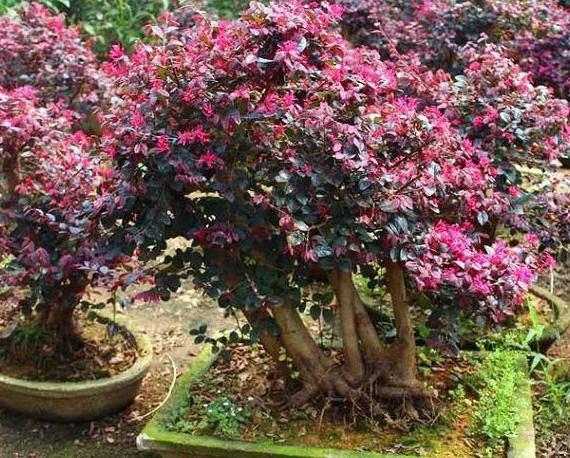 红花檵木的养护方法照片,常见与红花檵木搭配的绿色植物