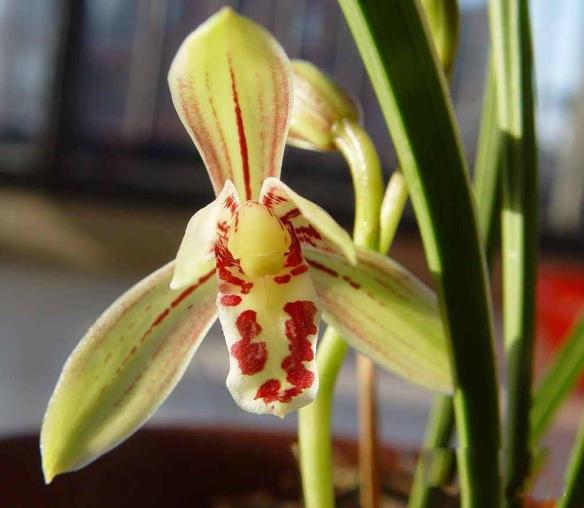 兰花奇草开奇花,适合新手养的兰花有哪些带图片