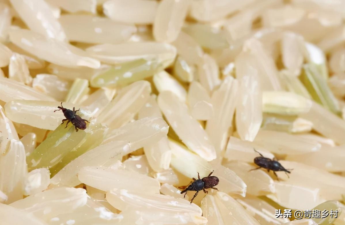 大米里为什么会长虫子,大米为什么会长出虫子