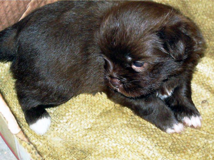 狗狗欠钱怎么办,狗的赔偿标准