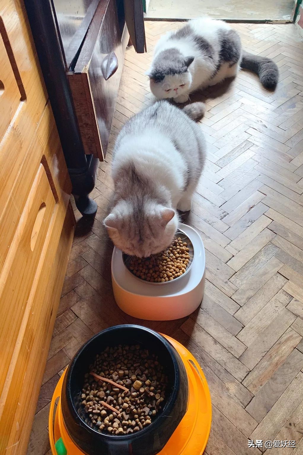 铲屎官减肥瘦身,吐毛球的铲屎官