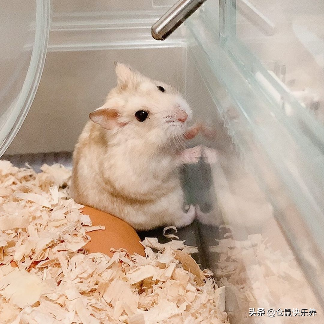 仓鼠刚到家如何防应激,仓鼠一天不吃鼠粮怎么办