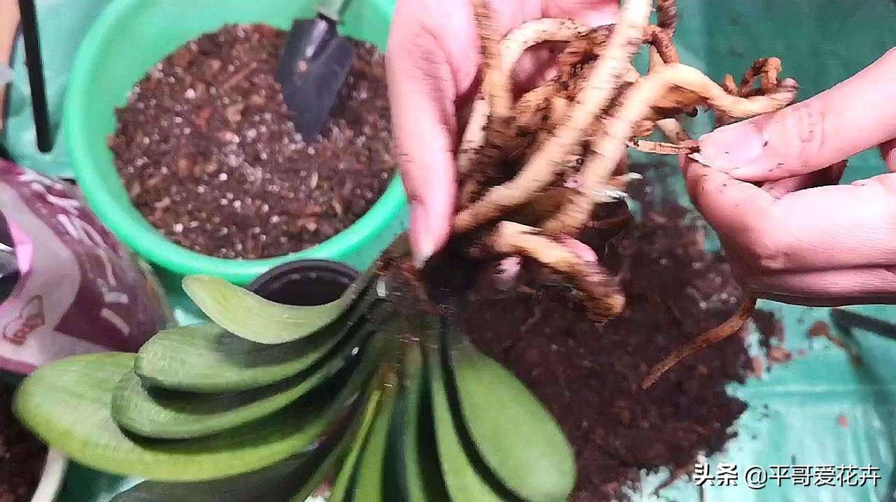 君子兰花怎样换盆最好,君子兰花谢后怎么养才能更旺盛