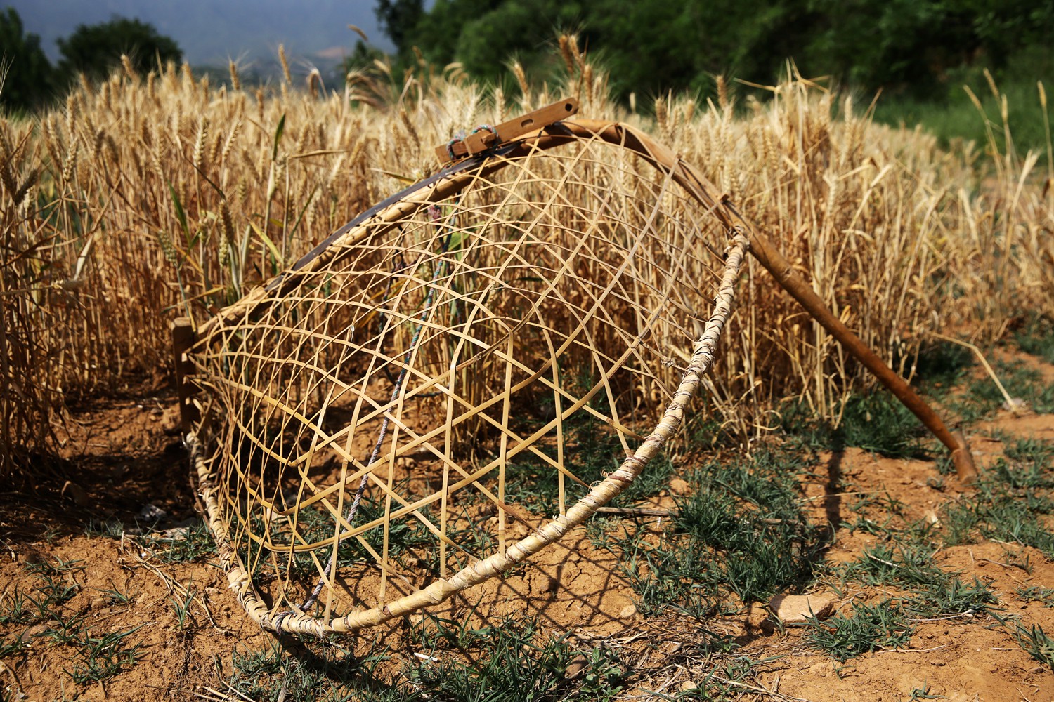 割麦神器大全视频,农民割麦用什么神器