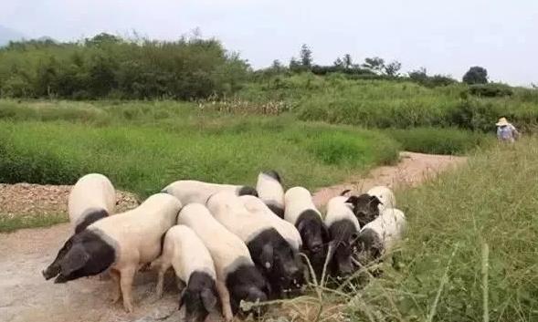 养殖场苍蝇太多怎么消灭,养殖场苍蝇怎么消灭最有效