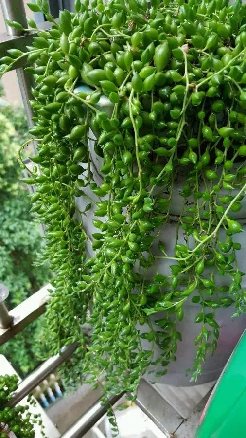 具有观赏性的吊兰多肉,吊兰多肉的养殖方法和注意事项