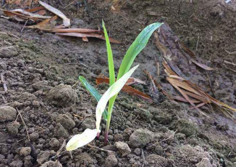 玉米苗期病虫害的防治,玉米苗期病虫害图片