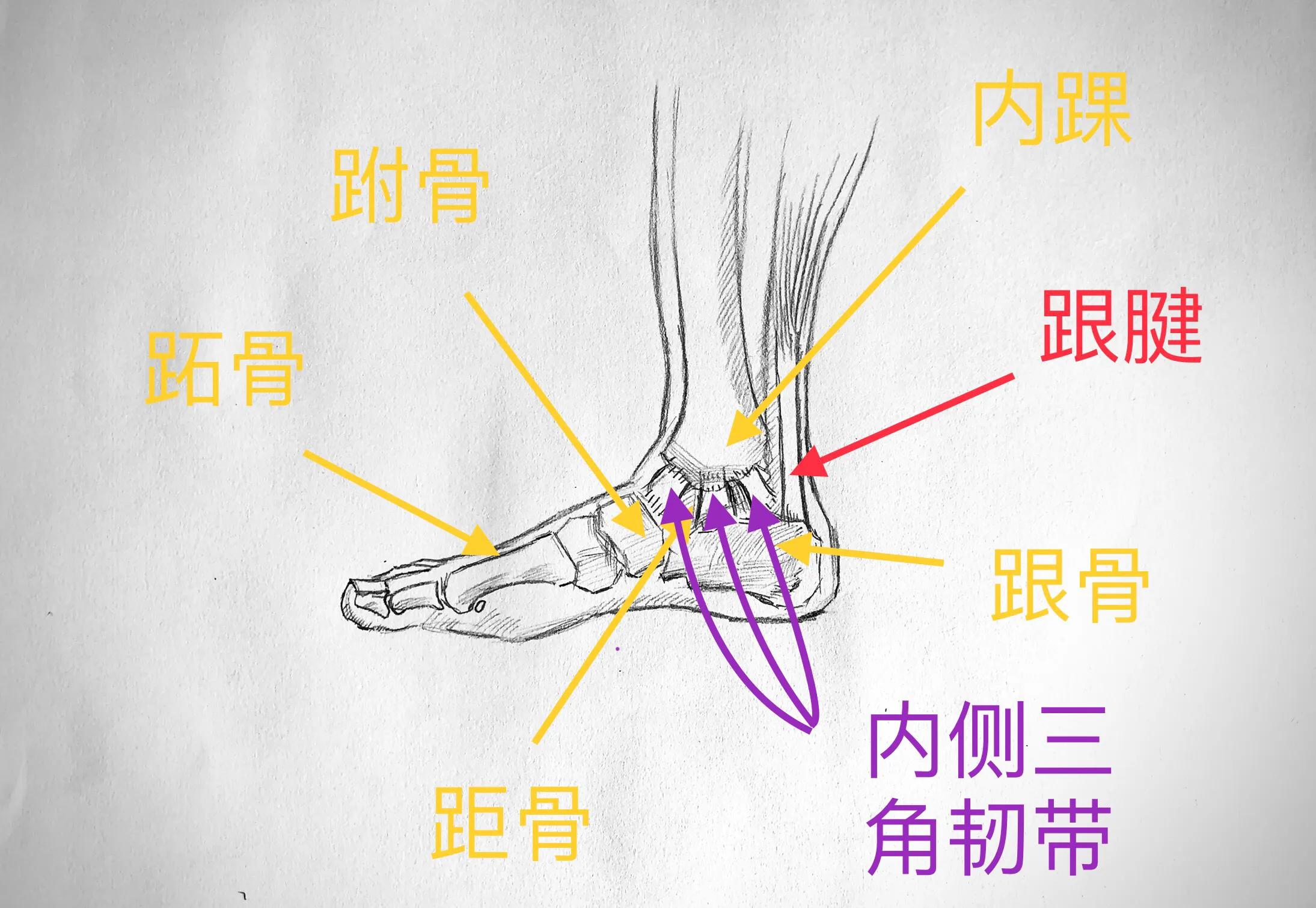 踝关节扭伤后有何表现,踝关节扭伤的自我判断与治疗