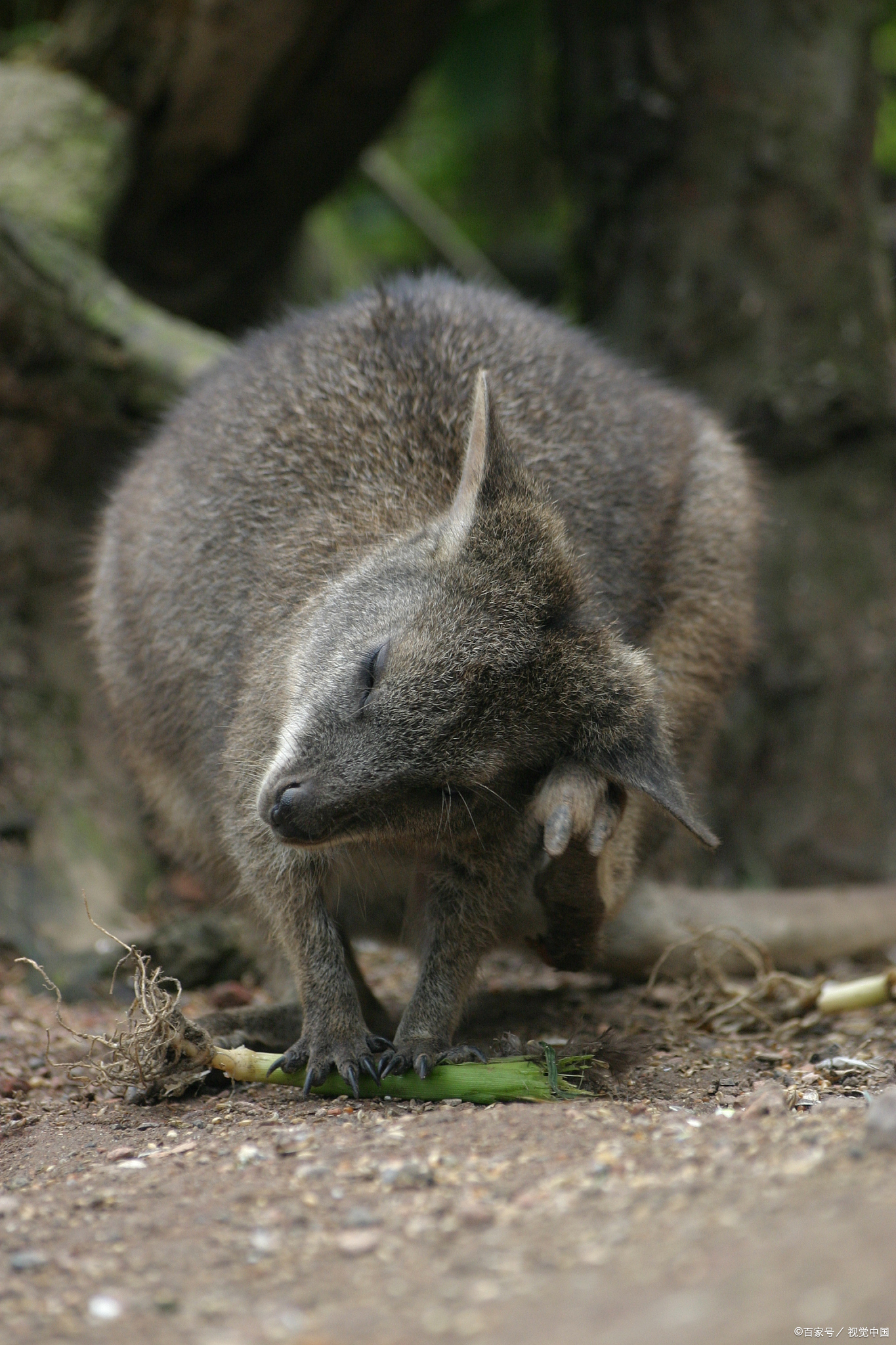 澳大利亚大袋鼠灭绝了吗,袋鼠面临濒临灭绝的危机吗