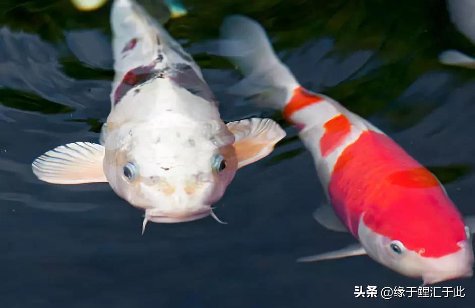 锦鲤饲养密度大长得慢,锦鲤怎样饲养视频教程