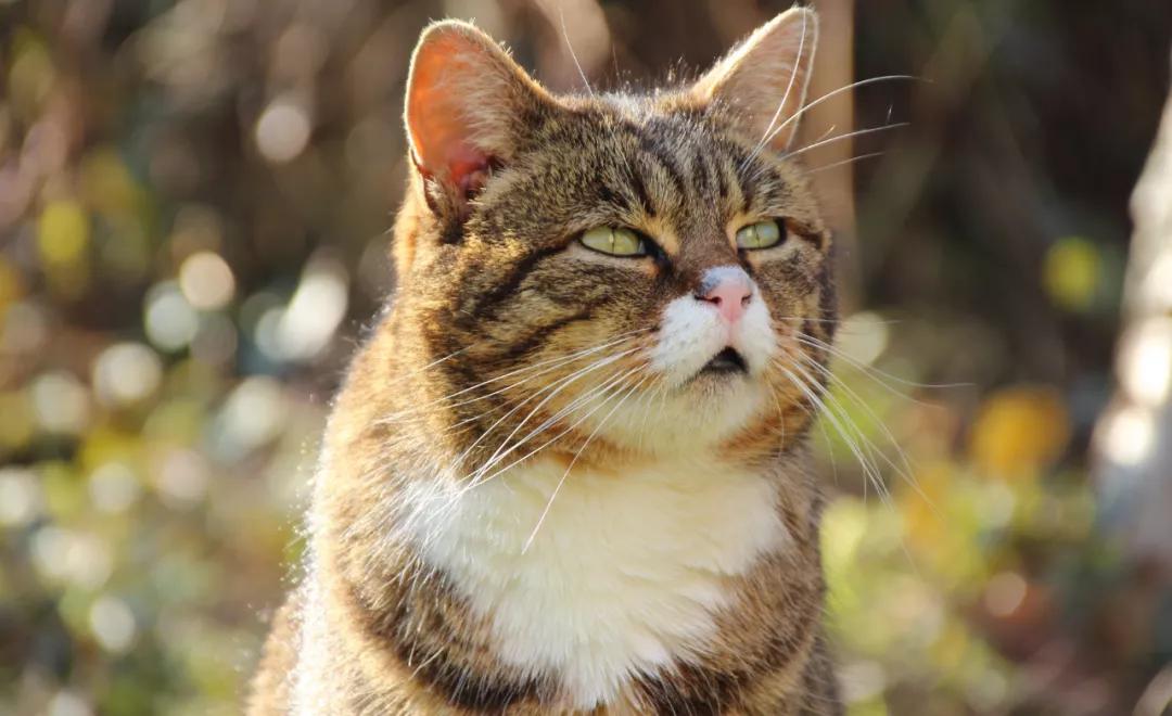 猫咪银渐层结膜炎症状,霍纳氏综合征猫会自愈吗