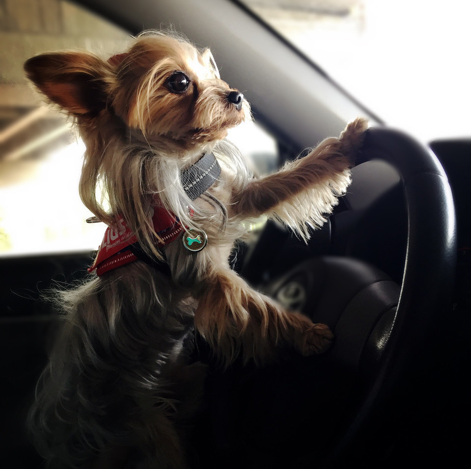 第1次想养纯种狗应该怎么挑,纯种狗和不纯种哪个好养