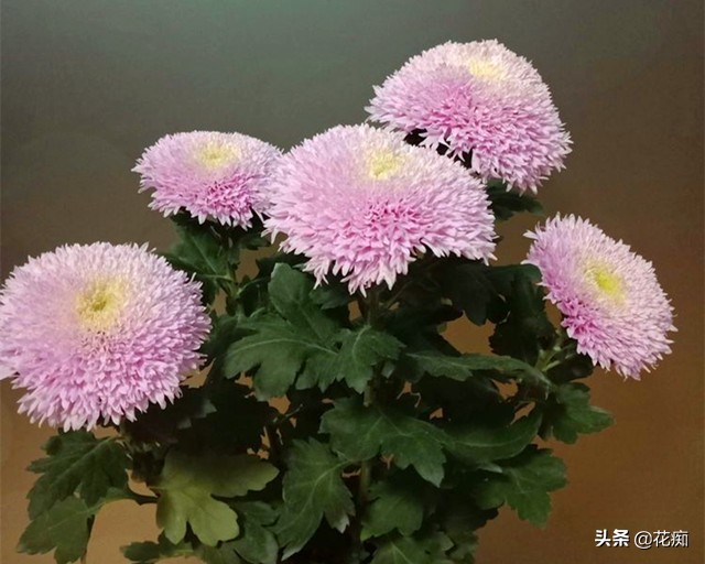 菊花泰迪怎么养活得快些,泰迪菊花开败修剪后的养护