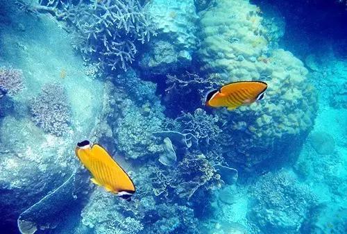 全球惊艳的10个海底世界，看到第一个就想出发！