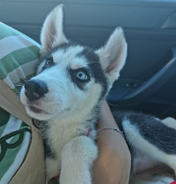 养猫人哭了 (朝九晚五适合养猫吗)