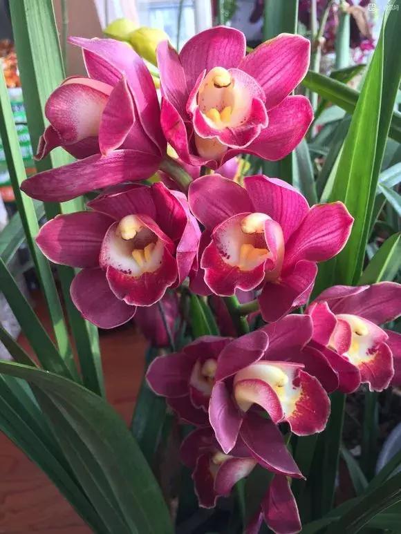 开花时间最长最香最好养的兰花,一年四季开花的兰花有几种