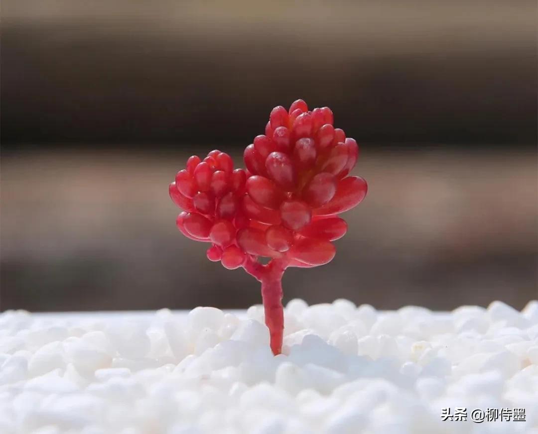 多肉黄花照波拍摄技巧,如何拍出好看的多肉植物