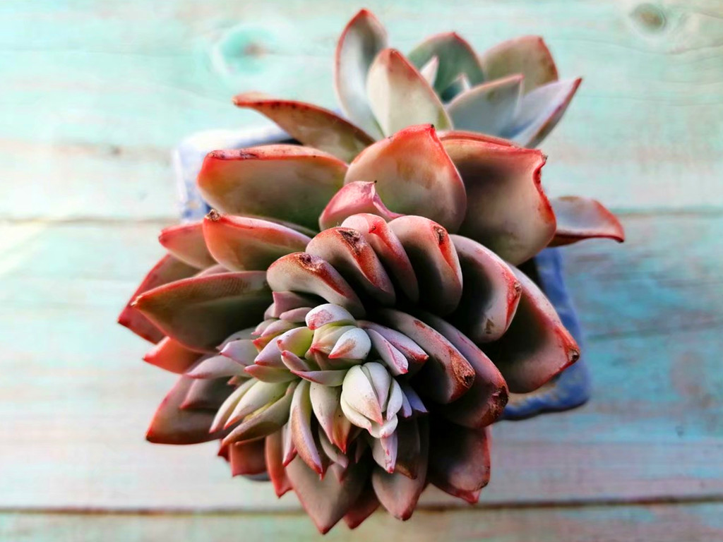 多肉布鲁蓝老桩图片,多肉布鲁蓝和普通蓝光有什么区别