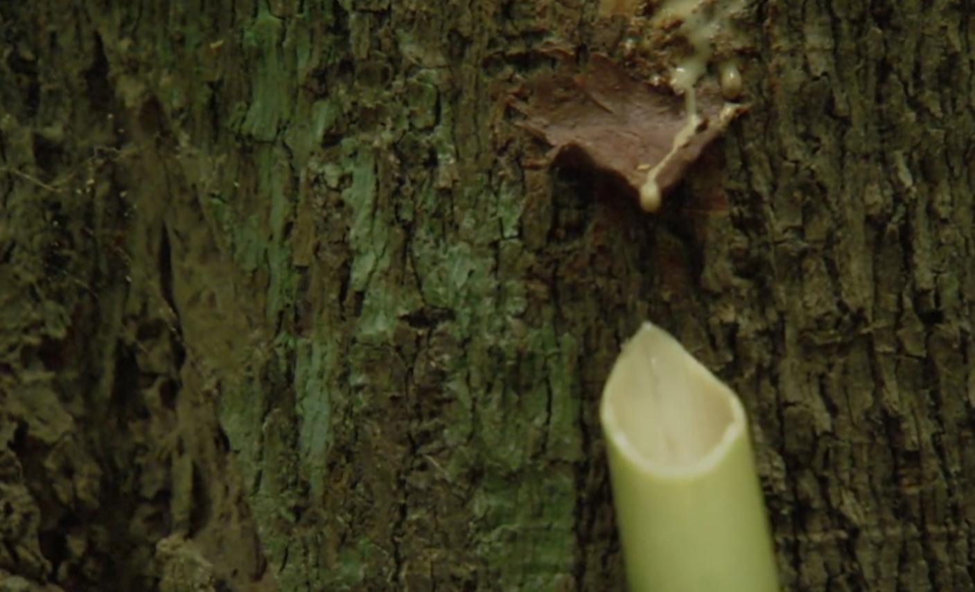 黄喉捕猎猴子全过程,野外捕杀猴子纪录片