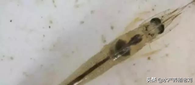 干货,还在花钱学习白对虾养殖方法么?你要的课程这里都有