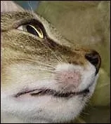 流浪猫猫癣是什么样的,金渐层猫得猫癣什么样