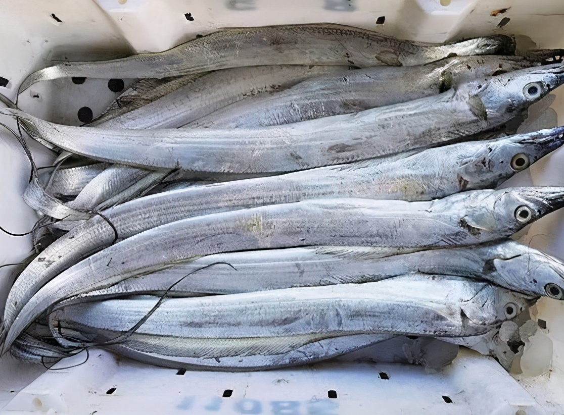 常见的能吃的海鱼大全,市面上经常食用的海鱼有几种