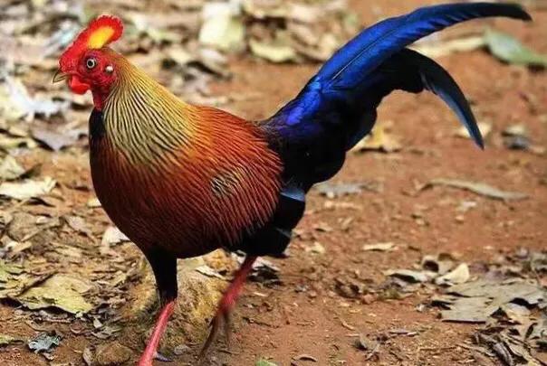 中国古代养殖业史,中国古代畜牧业发展历程