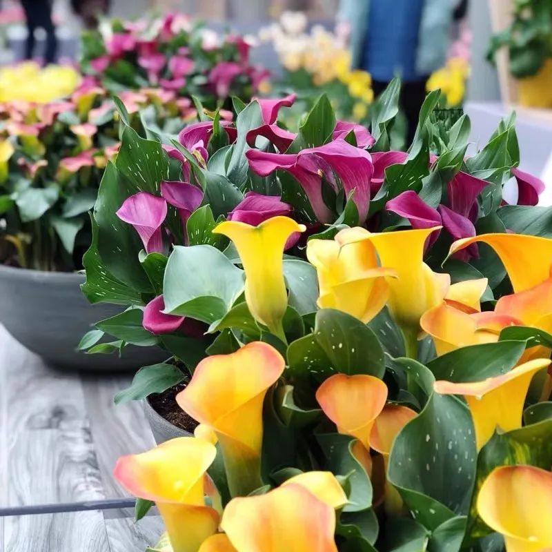 夏季怎样养好马蹄莲花盆栽,蓝色马蹄莲盆栽怎么养好看