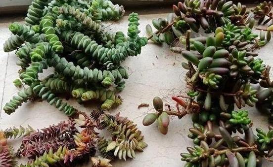 多肉火祭徒长可以不砍头么,多肉钱串子砍头怎么操作