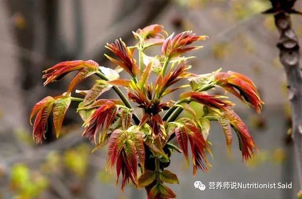 生吃野香椿芽的营养价值,香椿芽炒鸡蛋对人体有什么营养