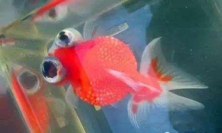 精品皮球珍珠金鱼图片,龙睛珍珠鳞金鱼