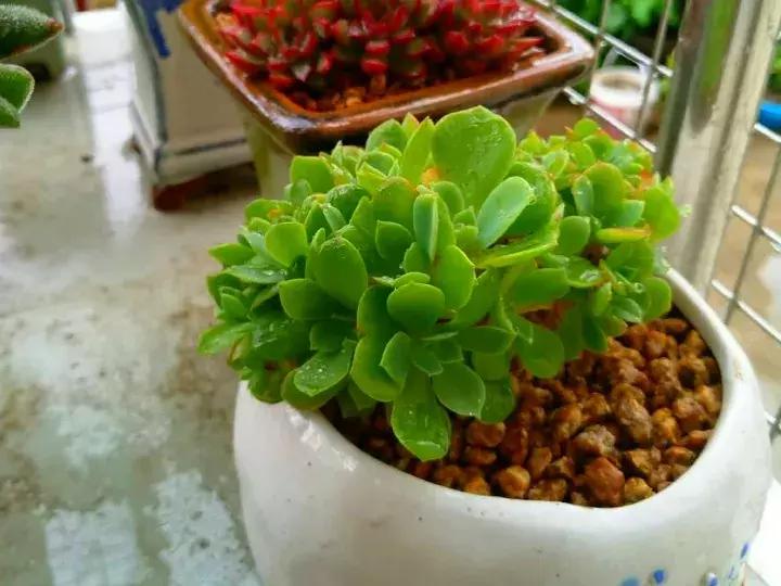 多肉长出小尾巴求救信号,多肉有什么求救信号