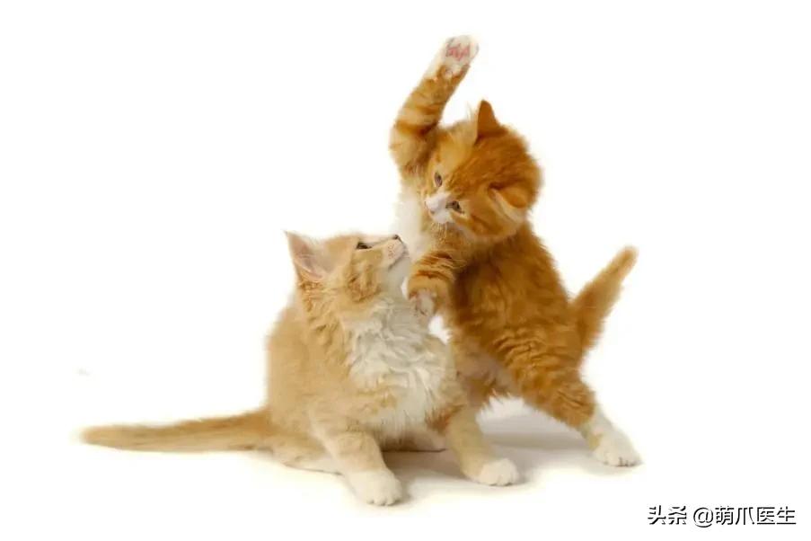 猫在被子里憋死,猫在体内就憋死了