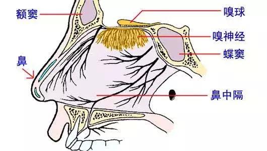鼻子闻不到味道是嗅觉神经问题,鼻音重嗅觉失灵但是鼻子通气