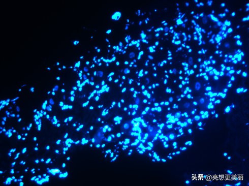 雅诗兰黛产品含有荧光剂吗,雅诗兰黛面霜含荧光剂吗