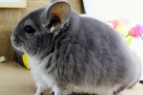 龙猫贵了怎么办,龙猫身价