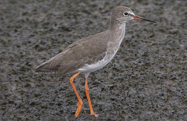 广东常见鸟类图谱图文,广东常见鸟类图谱
