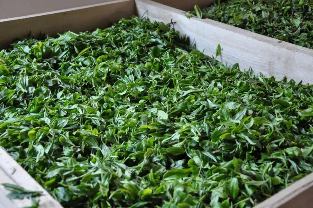 茶叶制作过程中摊放与萎凋的区别,萎凋程度对茶叶有什么影响