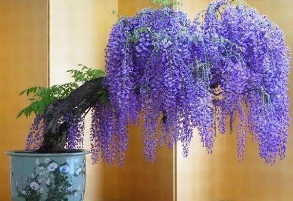 紫藤花有仙气吗怎么养,紫藤的养护方法