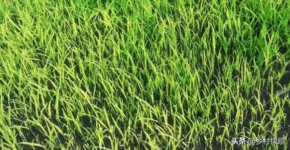 水稻喜欢高温还是低温,水稻遭遇高温有哪些措施