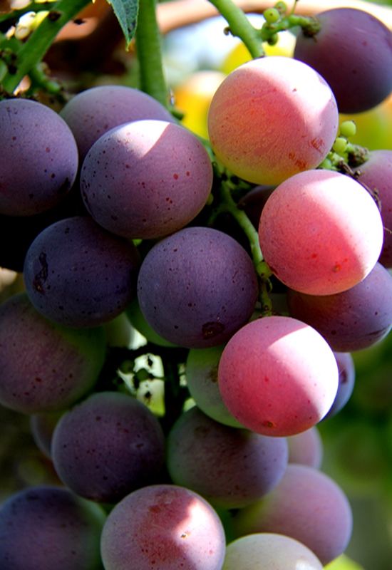 葡萄得了水罐子病怎么办,葡萄水罐子病