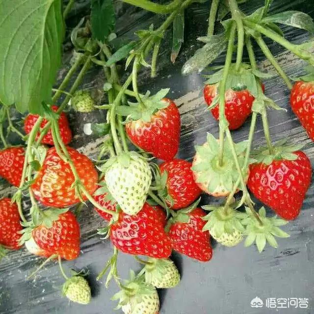 种植技术可以教你在家种草莓吗,头条种植技术分享