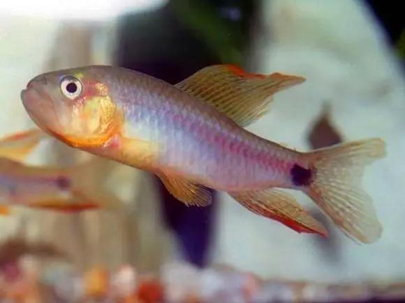 灯鱼草缸造景教程,草缸造景养什么鱼