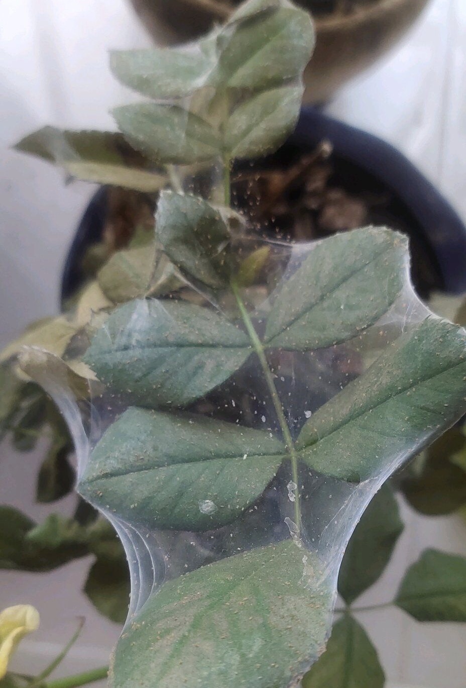 养花得了蚜虫蚧壳虫小黑飞,水里“加点它”,统统“灭干净”