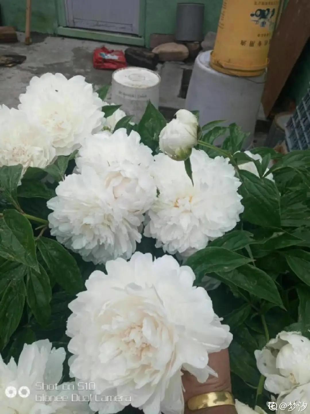 春天开的花有哪些常见又漂亮,十大名花在春天开的有哪些