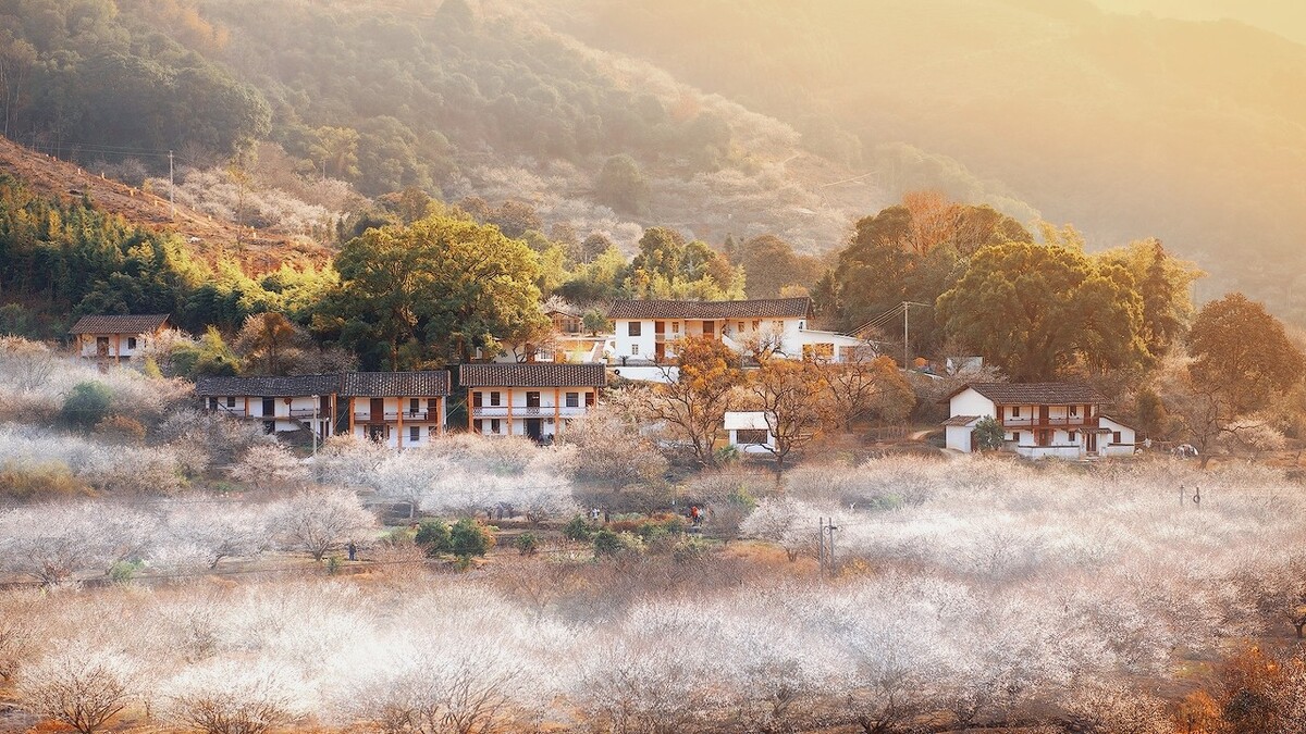 青梅10块钱一斤,青梅现在卖多少钱一斤