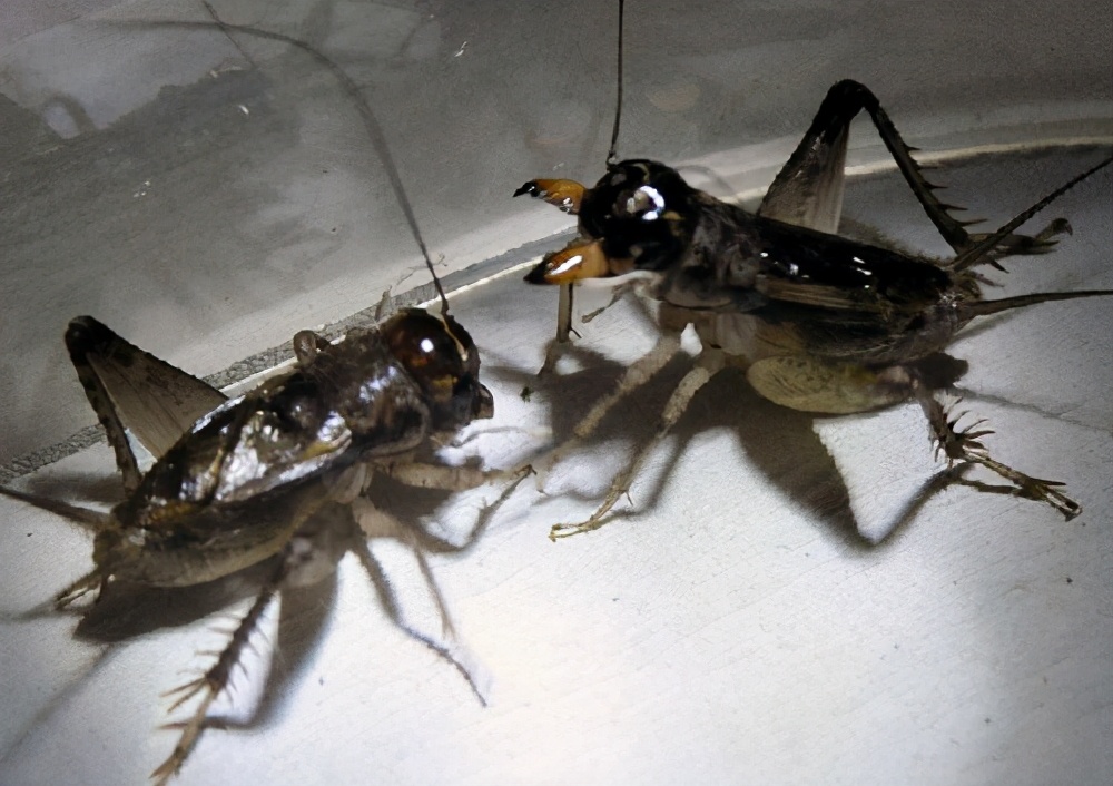 网上收蟋蟀是骗局吗,宁津蟋蟀与宁阳蟋蟀