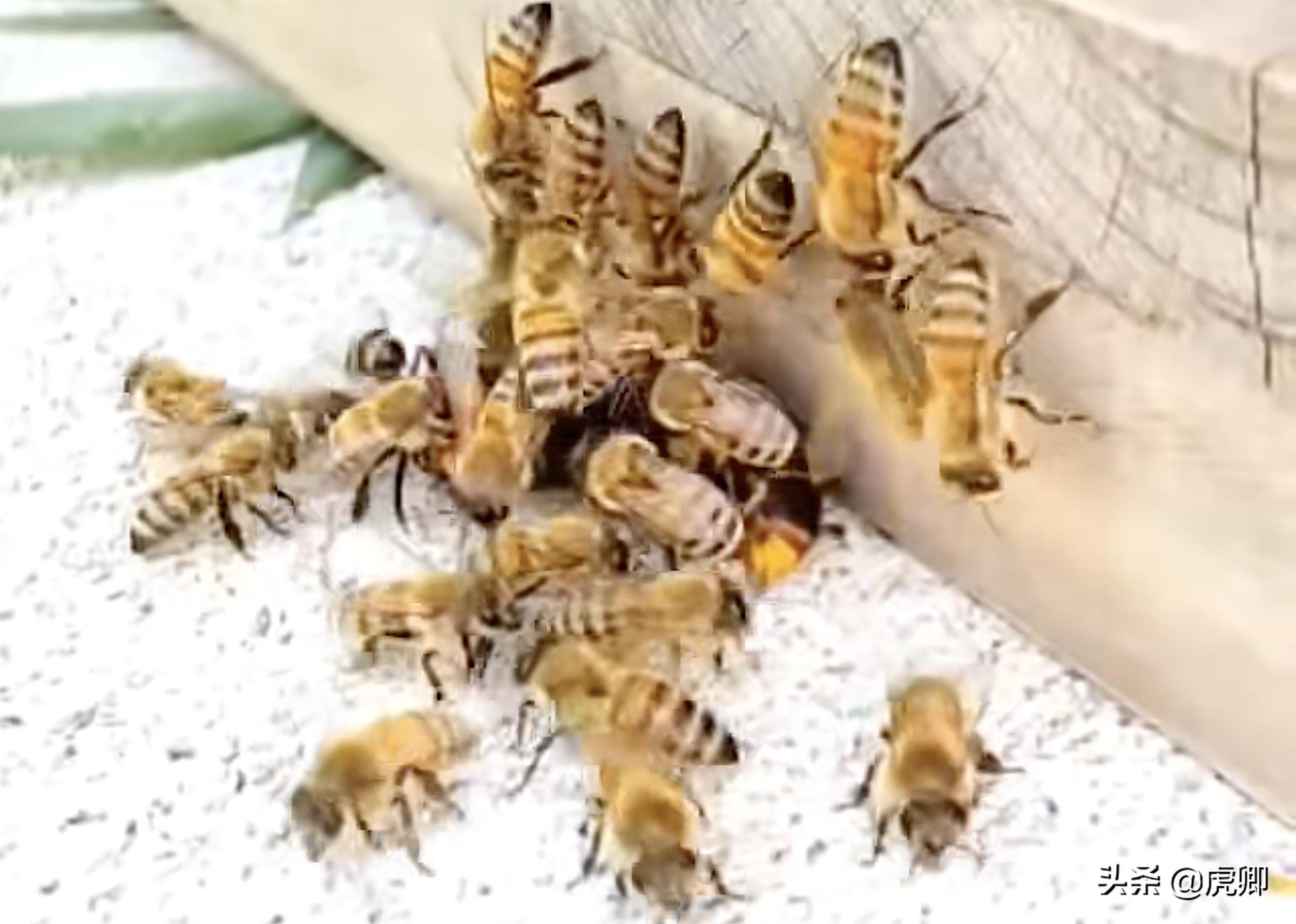 宫斗剧处死女子,宫斗剧残忍下场